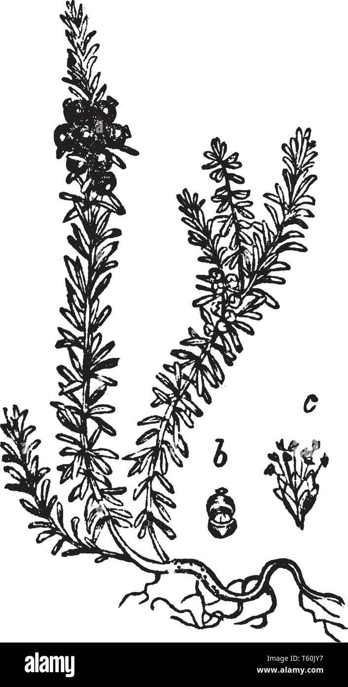 Crowberry Werk im Bereich der kalten Klimazonen, Frucht dieser Pflanze sind nützlich für die Gesundheit. Farben von Obst sind dunkel Lila, vintage Strichzeichnung oder en Stock Vektor