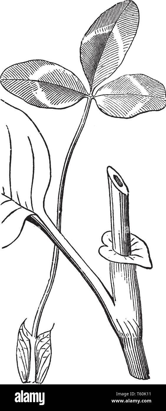 Ein Bild, auf dem Blütenblatt der Rotklee. Die Blätter sind wechselständig, Dreiblättrigen (mit drei Faltblätter), jedem Merkblatt 15-30 mm lang und 8-15 mm breit, vinta Stock Vektor