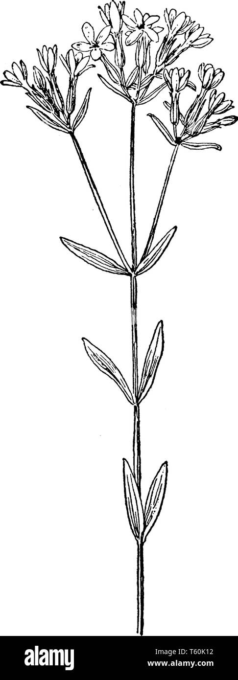Centaurium umbellatum ist eine jährliche oder zweijährliche Anlage. Das Kraut in Europa ist, vintage Strichzeichnung oder Gravur Abbildung. Stock Vektor