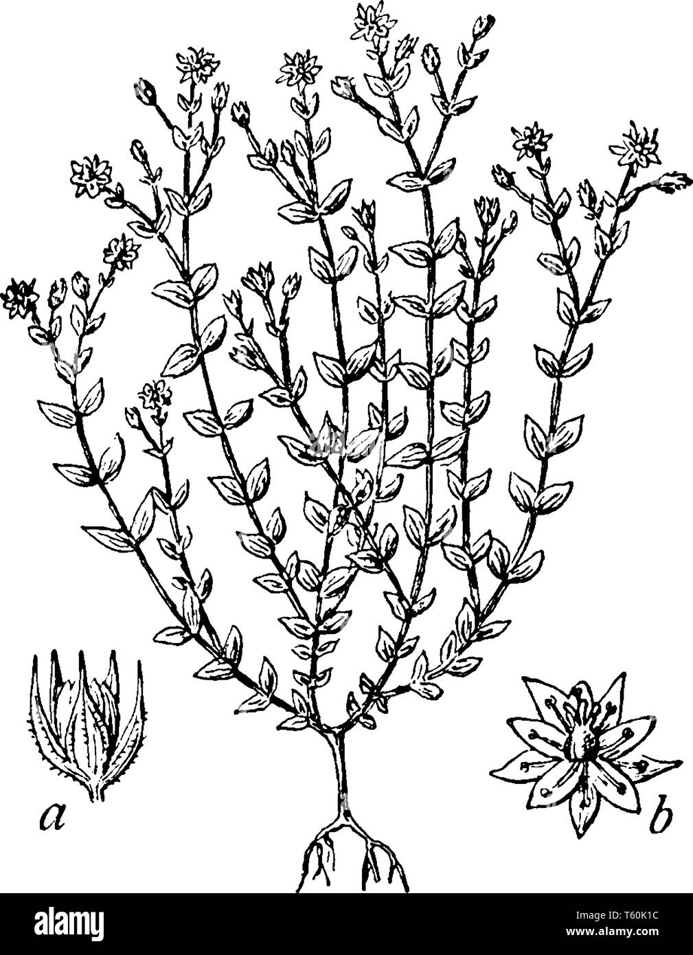 Thyme-Leaved Sandwort ist eine blühende Pflanze. Ein Bild mit einer Kapsel, die vom scarious Kelch umgeben, b, erweiterte Blume. Die sind alle Teile von T Stock Vektor