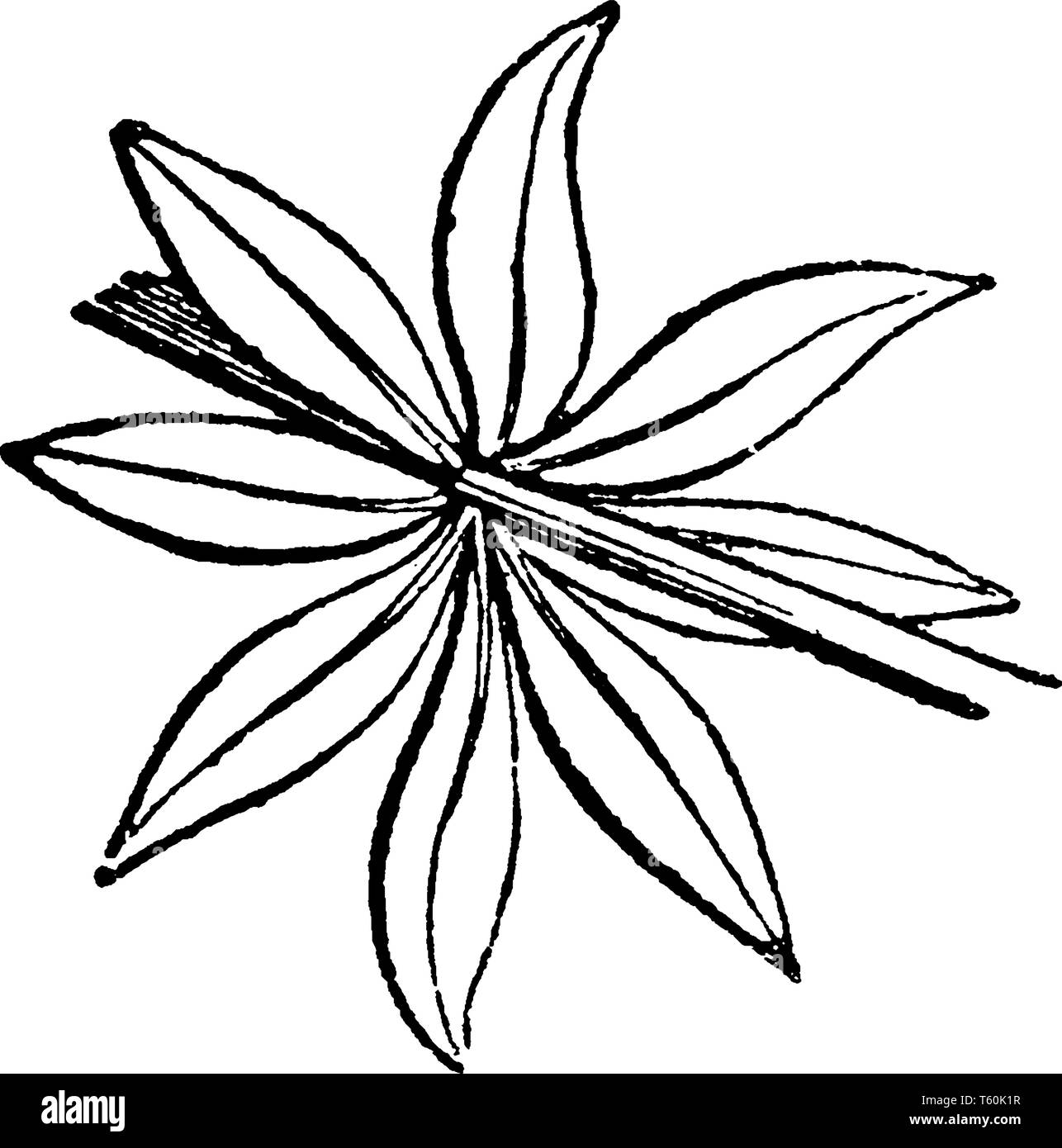 Die Morphologie der meisten Blumen Blumen ist auf vier Umgänge. Im Bild eine Whorled Blume gezeigt, vintage Strichzeichnung oder Gravur Abbildung. Stock Vektor