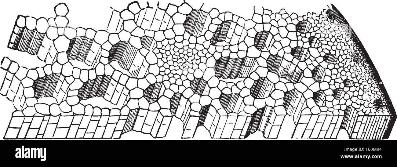 Ein Bild zeigt eine vergrößerte Ansicht eines Teils einer Stammzellen Schicht von Calla lily. Die großen Räume sind röhrenförmige Kanäle durch die Zellen gebaut, vintage Line Stock Vektor