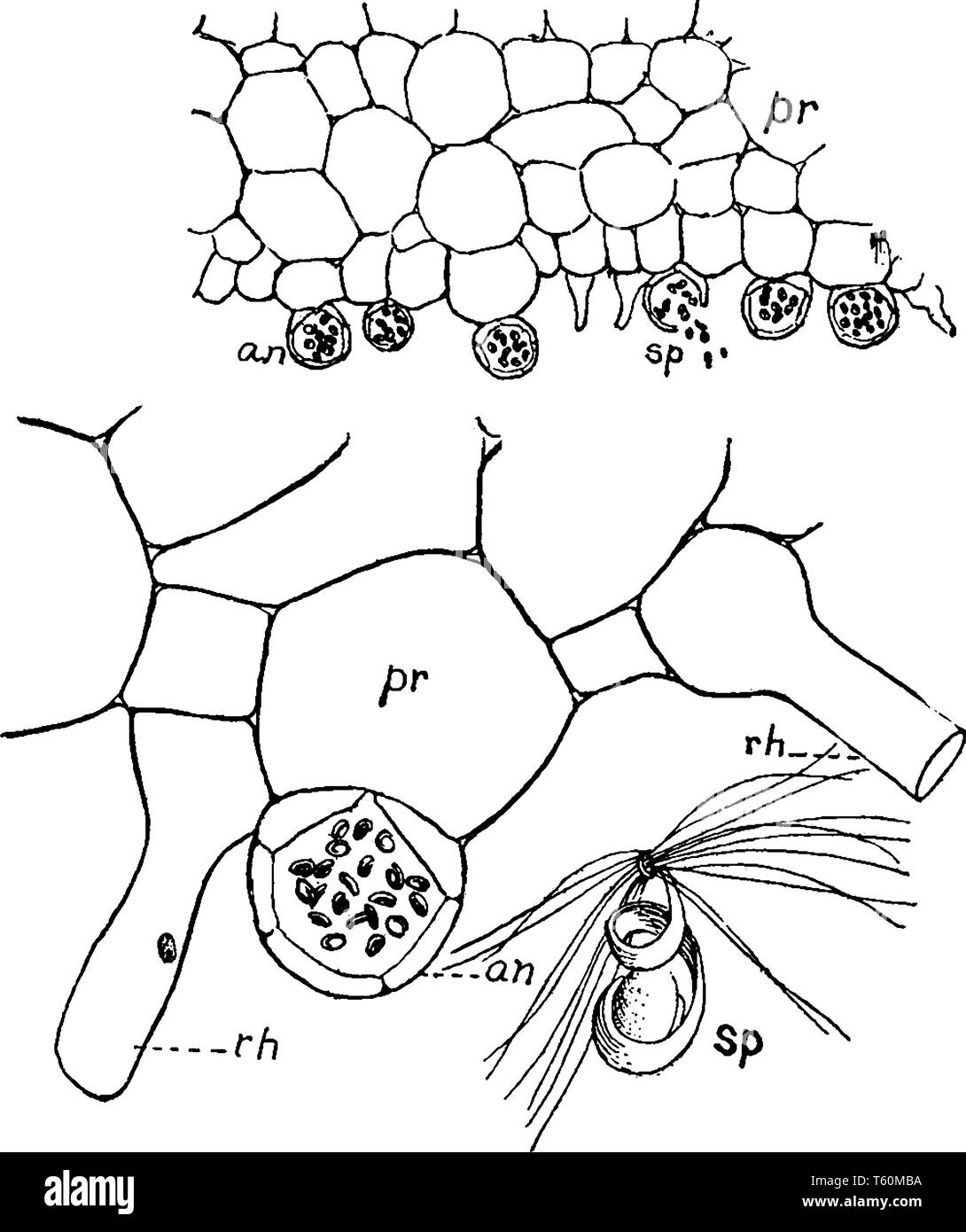Ein Querschnitt Bild von Farn antheridia prothallus angezeigt, Spermien und rhizoids, vintage Strichzeichnung oder Gravur Abbildung. Stock Vektor