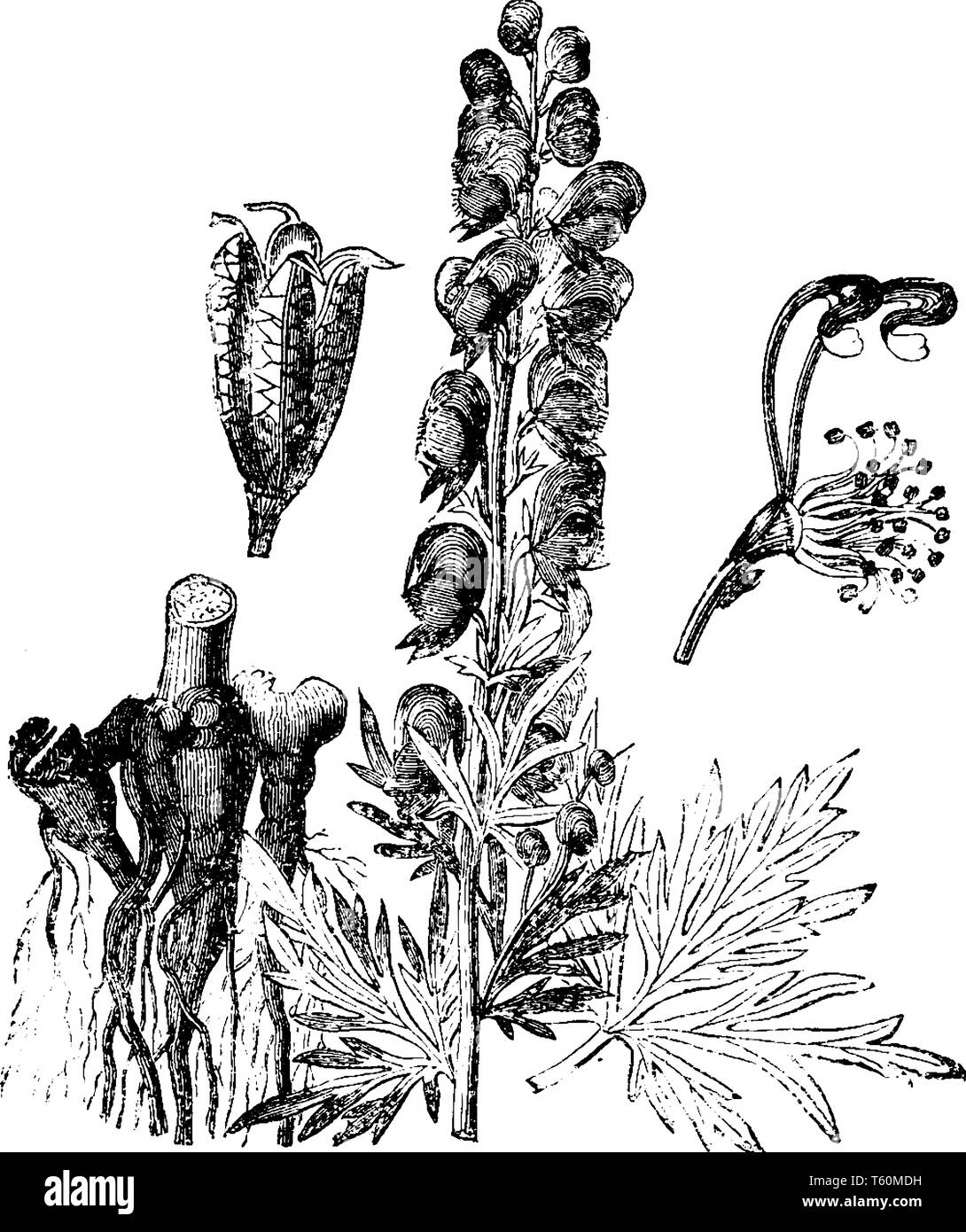 Das Bild zeigt Teile von Aconitum napellus Blume. Sie blühen über einen fünf Blüten und Blätter sind wie Palmen, vintage Strichzeichnung oder Ger geformt Stock Vektor
