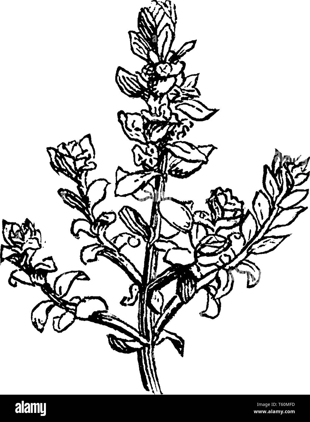 Es ist ein glaux maritima Blume jetzt ist es bekannt als Lysimachia maritima. Es ist auch bekannt als Meer milkwort und Schwarz saltwort, vintage Strichzeichnung oder engr Stock Vektor