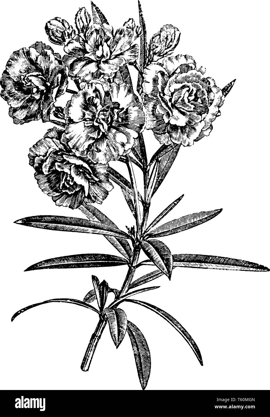 Dies ist eine sehr giftige Pflanze, die im Mittelmeerraum angebaut, und ist von den alten Zeiten kultiviert worden, vintage Strichzeichnung oder Gravur il Stock Vektor Dies ist eine sehr giftige Pflanze, die im Mittelmeerraum angebaut, und ist von den alten Zeiten kultiviert worden, vintage Strichzeichnung oder Gravur il Stock Vektor