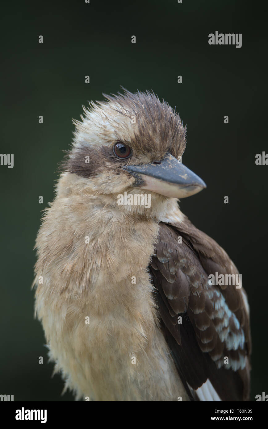 Porträt einer Laughing Kookaburra Stockfoto