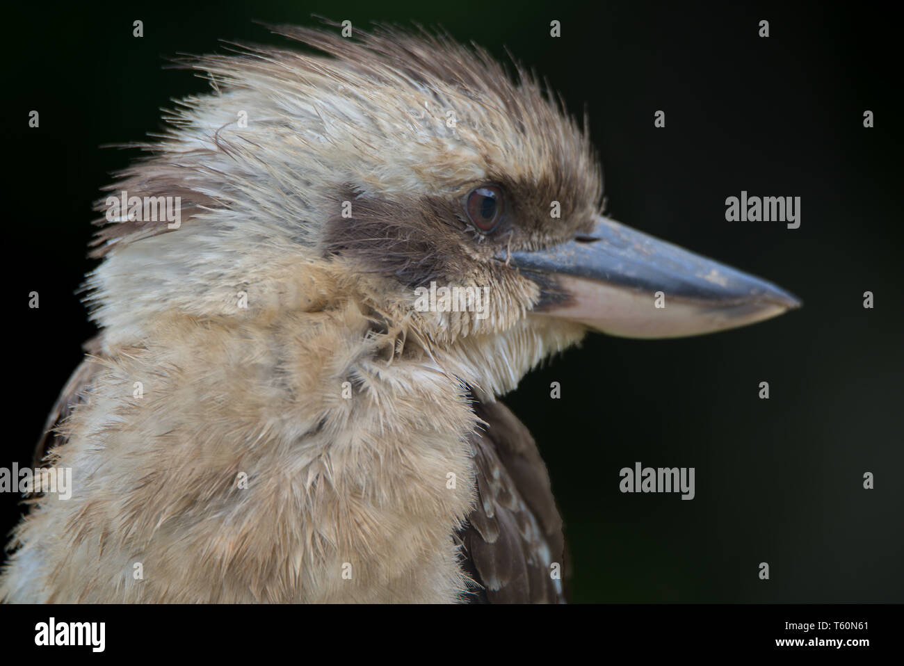 Porträt einer Laughing Kookaburra Stockfoto