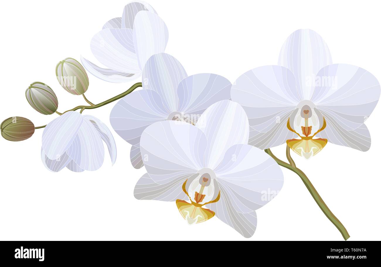 Vektor realistische Abbildung: Weiße Orchidee Blumen auf weißem Hintergrund Stock Vektor
