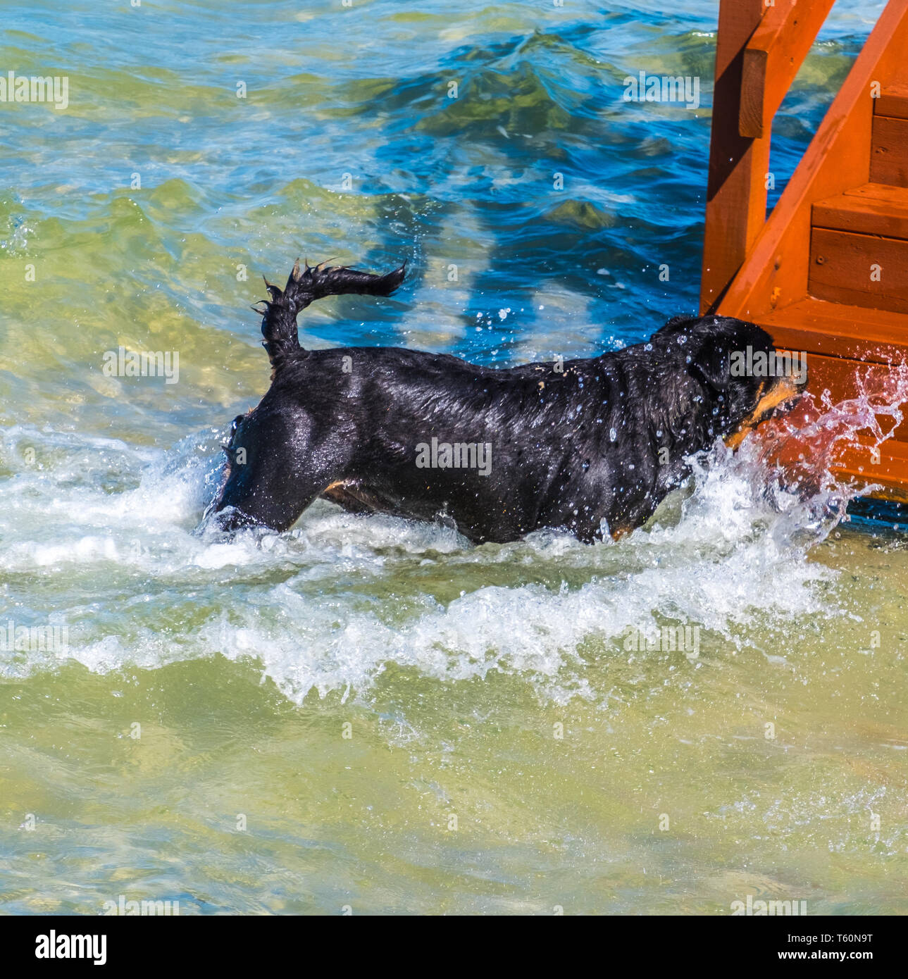 Rottweiler Hund wird für Schwimmen Stockfoto