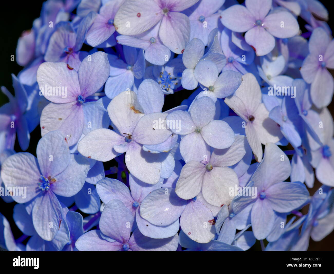 Nahaufnahme auf Blau Moppköpfe aus Blume Hydrangea macrophylla Stockfoto
