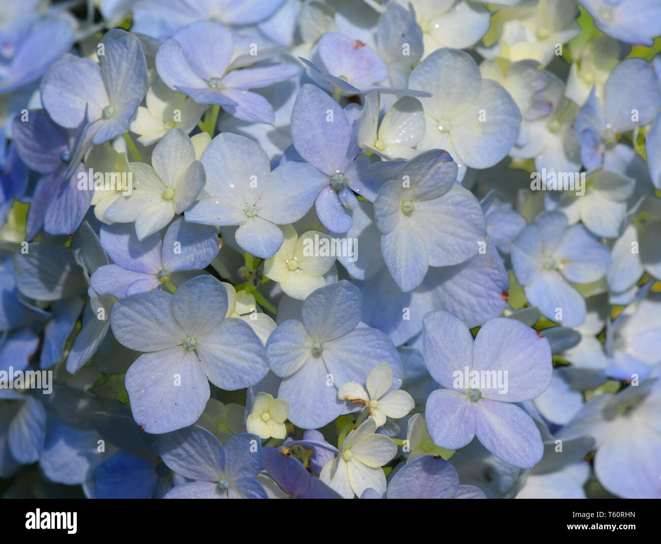 Nahaufnahme auf Blau Moppköpfe aus Blume Hydrangea macrophylla Stockfoto