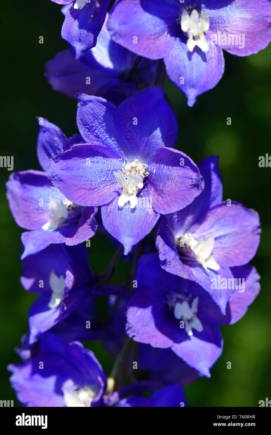 Nahaufnahme auf blauer Rittersporn Blumen auf dunkelgrünem Hintergrund Stockfoto