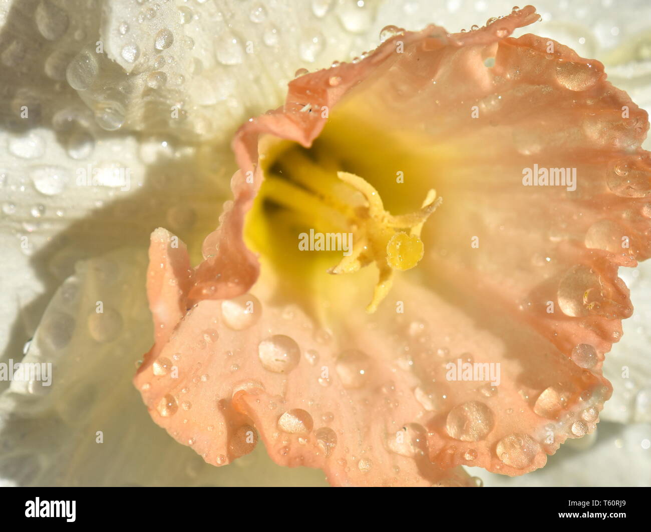 Nahaufnahme auf eine weiße und orange Narzisse Blume mit Regentropfen Stockfoto