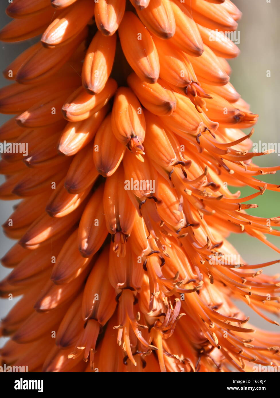 Nahaufnahme auf blühende Aloe Pflanze mit orangen Blüten Stockfoto