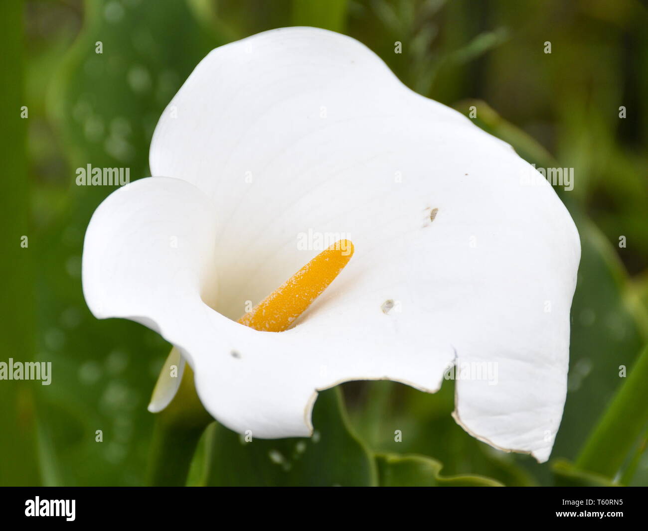 Die elegante weiße Blume einer Calla Lilie Stockfoto