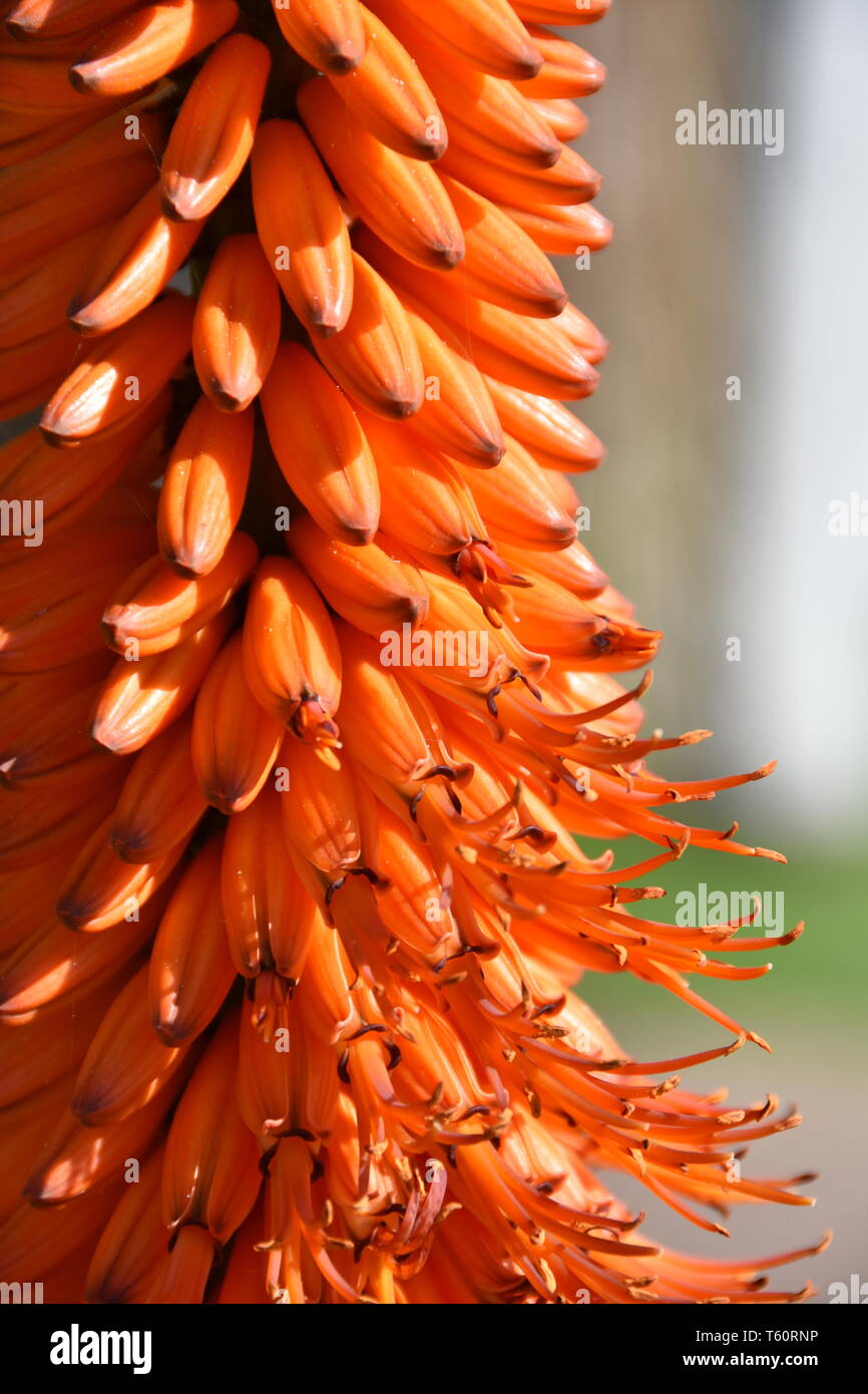Nahaufnahme auf blühende Aloe Pflanze mit orangen Blüten Stockfoto