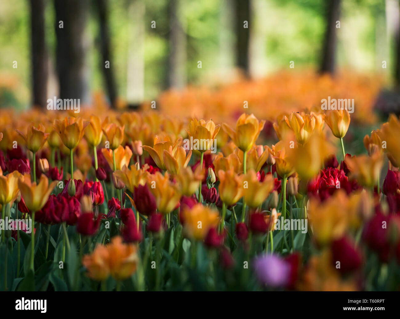 Frühling Tulpe Ausstellung im Arboretum Volcji potok in der Nähe von Kamnik. Stockfoto