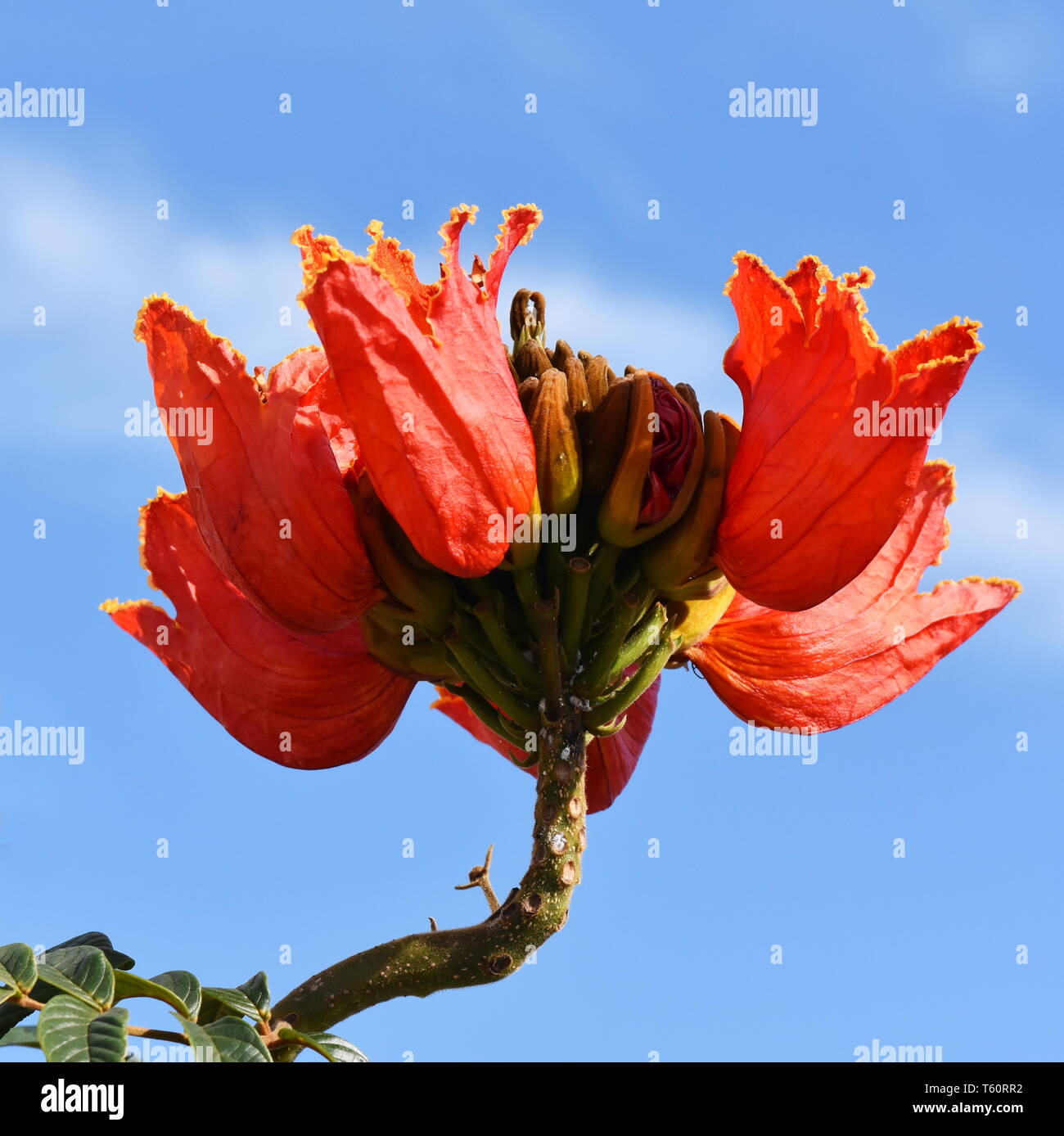 Rote Blumen auf eine Afrikanische Tulpenbaum Spathodea campanulata Stockfoto