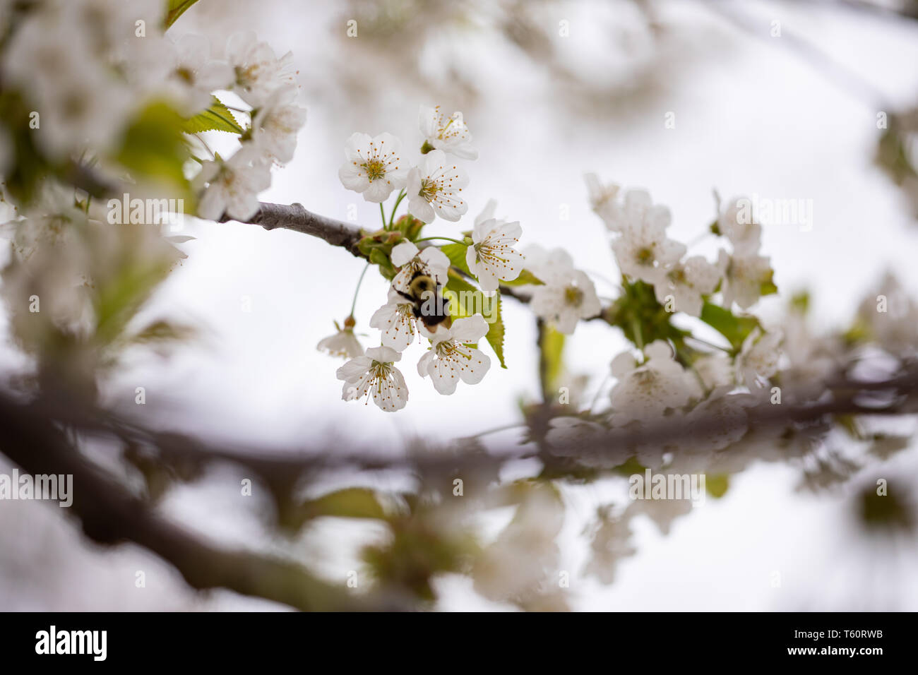 Flora Frühling Black Cherry Blossoms Zweig Zweig Stockfoto