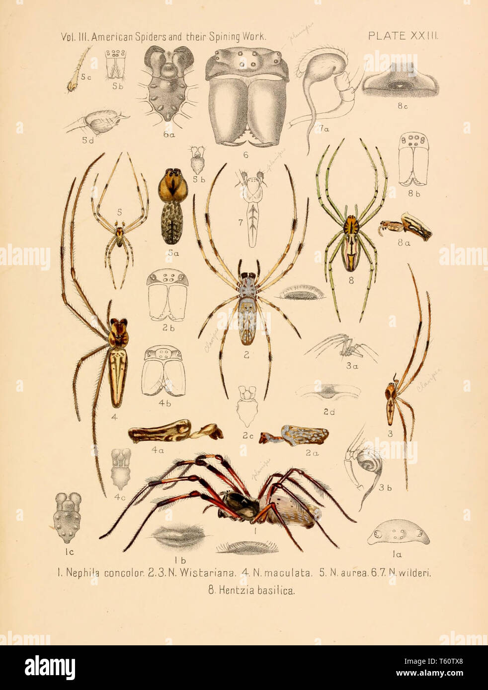 Schöne vintage handgezeichnete Illustrationen von exotische Spinnen aus dem alten Buch. Es kann als Poster oder dekoratives Element für den Innenausbau verwendet werden. Stockfoto