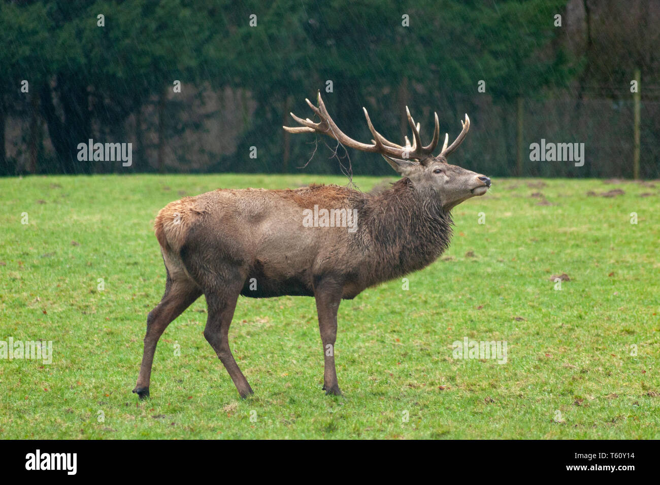 ausgewachsener hirsch mit großem Hirschkopf im Portrait zeigt seine Riesige Geweihe für Paarungszeit im Wald als majestätisch Waldtier für Jäger und Jagd Stockfoto