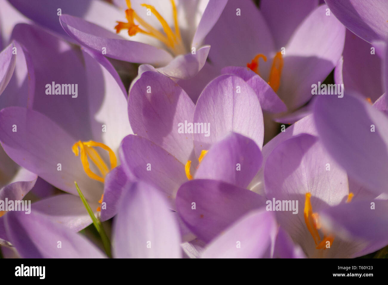 Porträt von schönen rosa-lila Blüten mit intensiv leuchtend gelben Strichen Zeigen Sie die Schönheit des Frühlings und die filigranen Blüten in Vollausschlag Stockfoto