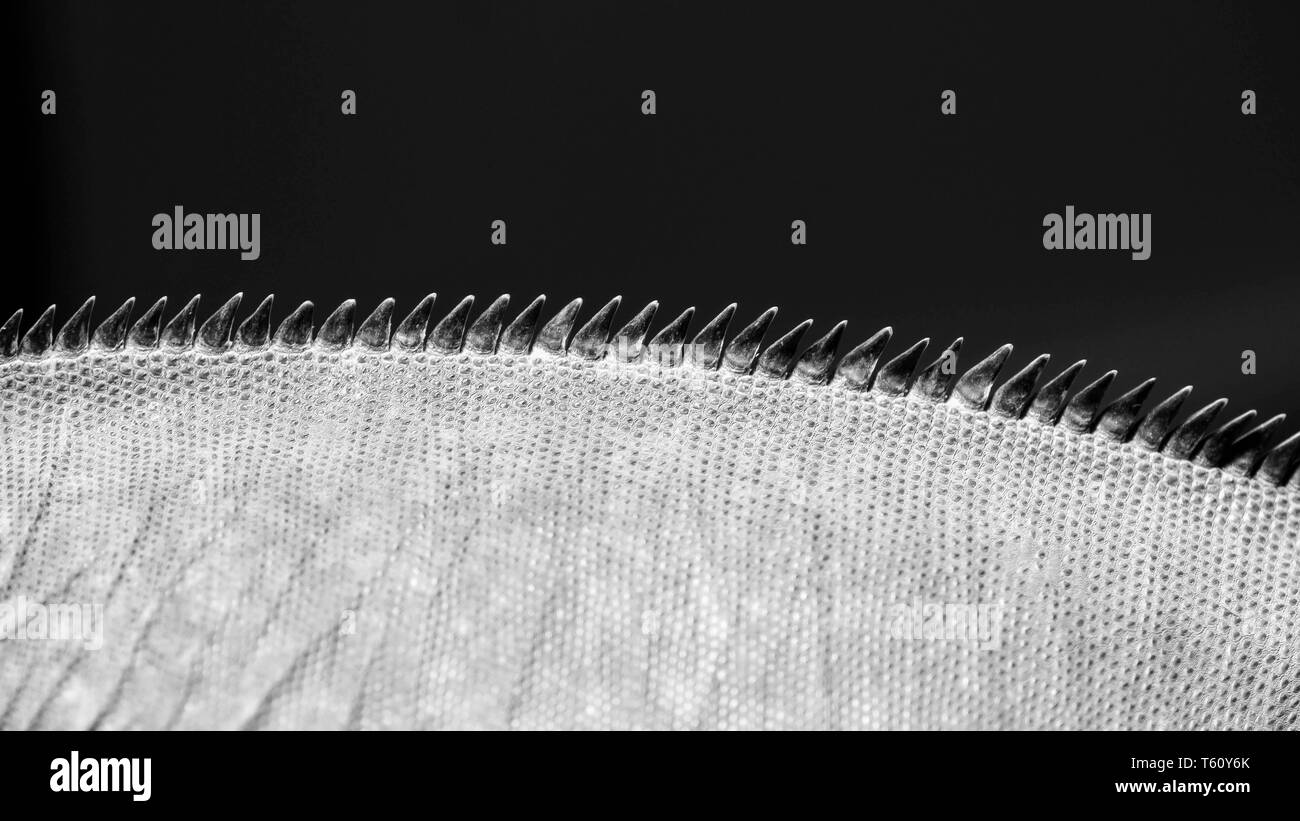 Wirbelsäule einer Eidechse, Nahaufnahme, schwarz-weiß Stockfoto