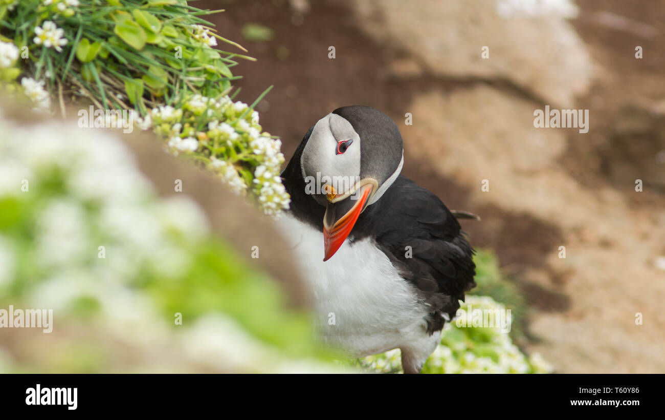 Puffin Vogel in der Westfjorde, Insel Stockfoto