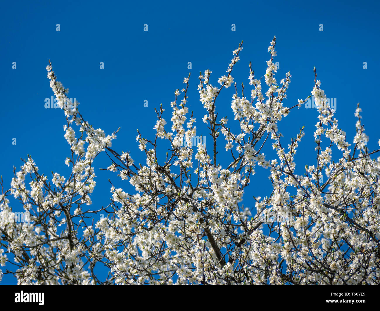 Herrlich blühende Pflaume (Prunus domestica) vor blauem Himmel im Frühjahr, Bayern, Deutschland, Europa Stockfoto