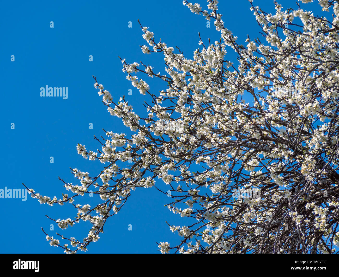 Herrlich blühende Pflaume (Prunus domestica) vor blauem Himmel im Frühjahr, Bayern, Deutschland, Europa Stockfoto