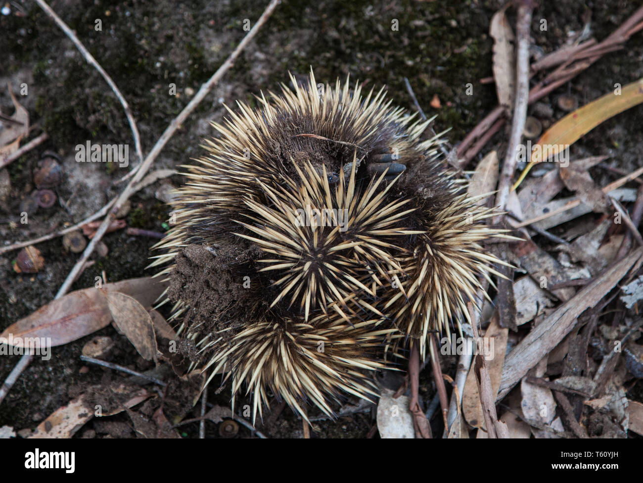 WildBeaked Echidna mit schmutzigen Schnauze. Tachyglossus aculeatus