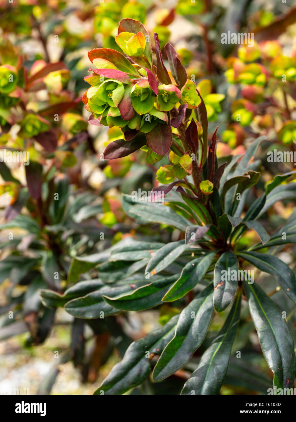 Spring Flower spike der Dunklen leaved Form der BRITISCHEN einheimischem Holz Wolfsmilch, Euphorbia amygdaloides 'Purpurea' Stockfoto