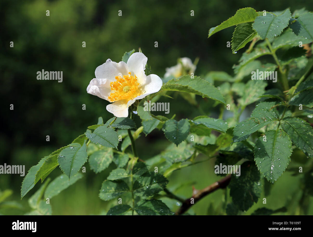 Schöne Blume eines nassen weißen Hund Rosen Stockfoto