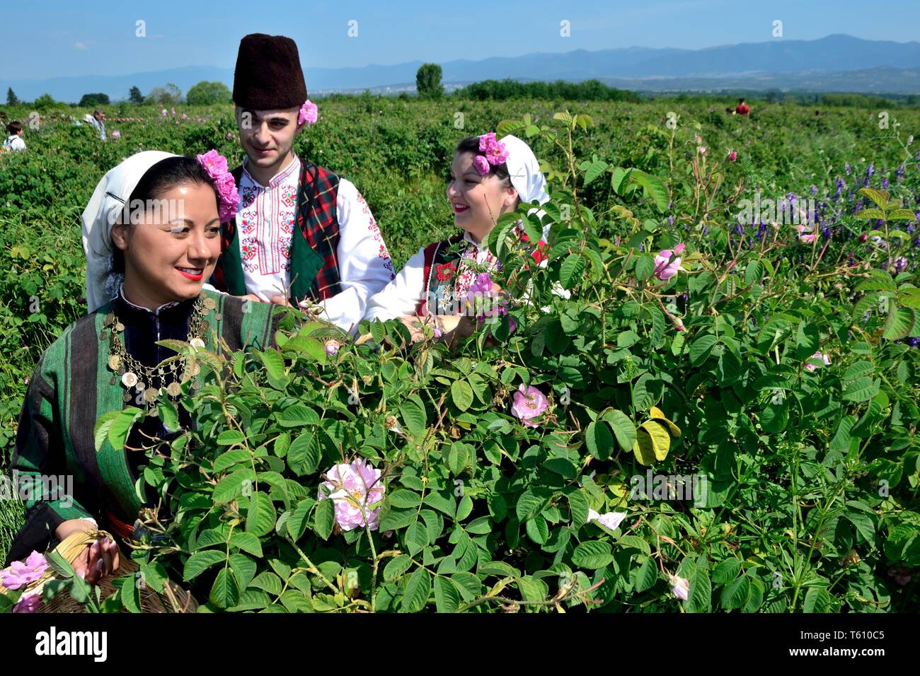 Ernte Rosen - Rose Festival in Kasanlak. Provinz von Stara Zagora BULGARIEN Stockfoto