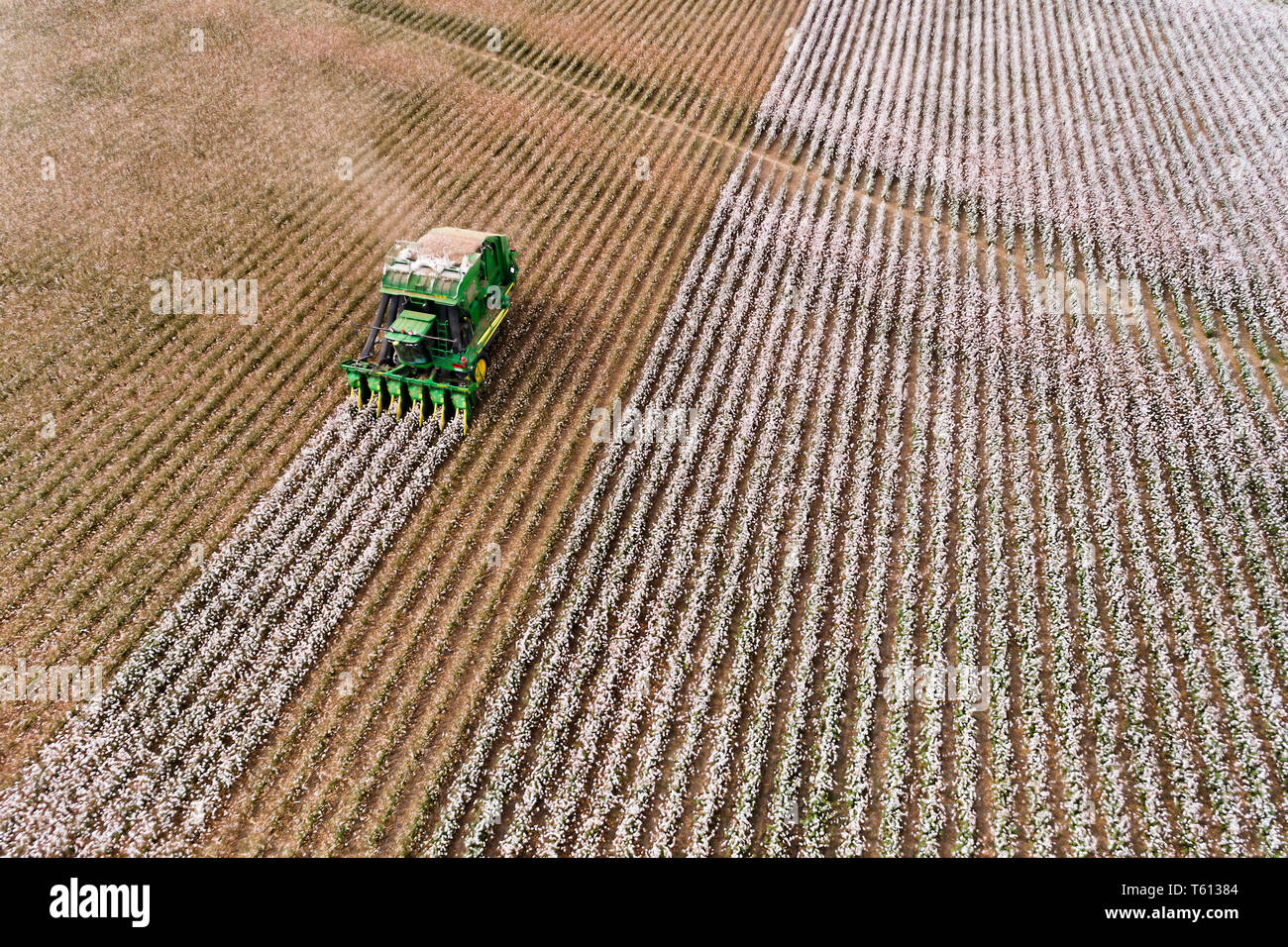 Endlose Cotton Field mit blühenden Rohbaumwolle Pflanzen durch Traktor Mähdrescher geerntet auf den nächsten Patch der Zeilen in erhöhten Luftaufnahme. Stockfoto