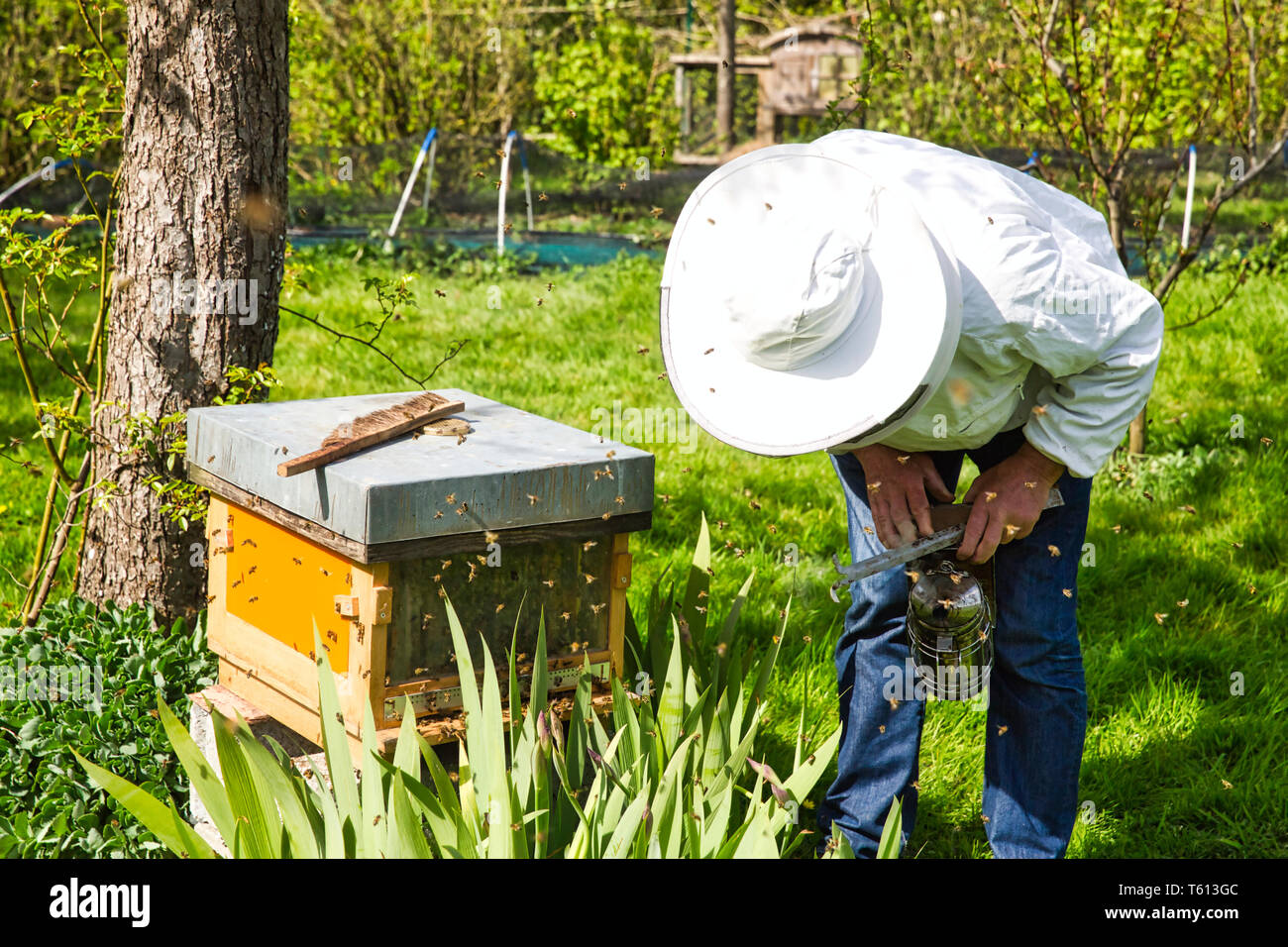 Der Imker beschäftigt sich mit der Biene in Box in der Imkerei. Extrahieren  von Honig aus der behive. In die Struktur ein Schwarm, Erhöhung von einer  Kolonie zu machen, bis ein NUCL