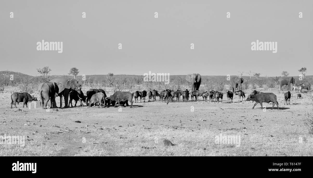 Ein Wasserloch in der südlichen afrikanischen Savanne Stockfoto