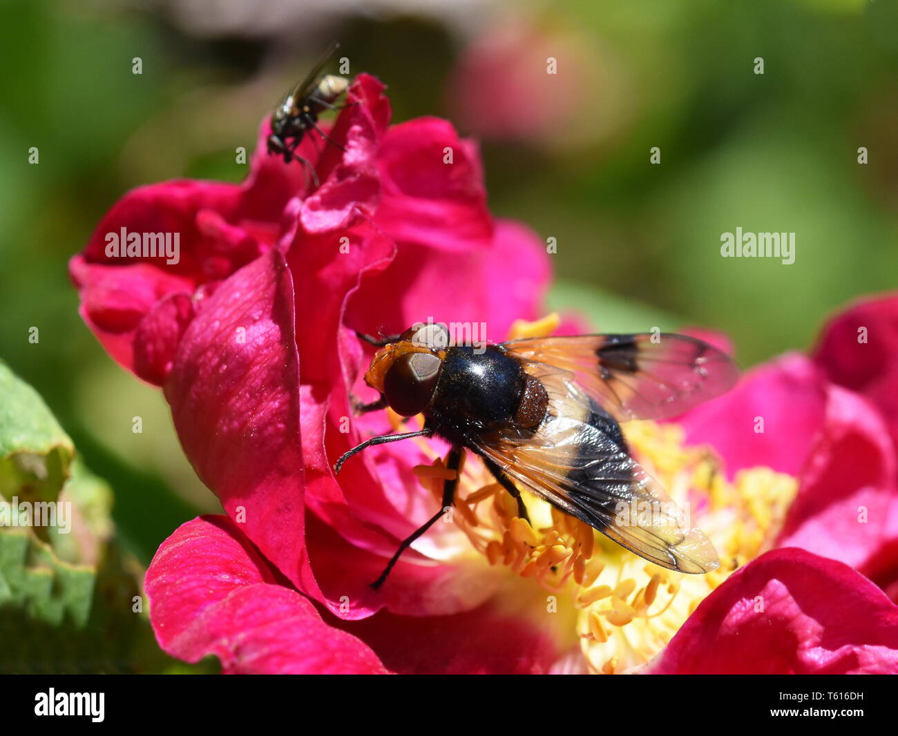 Die Hoverfly Volucella pellucens sitzt auf einem rosa Rose Blume Stockfoto