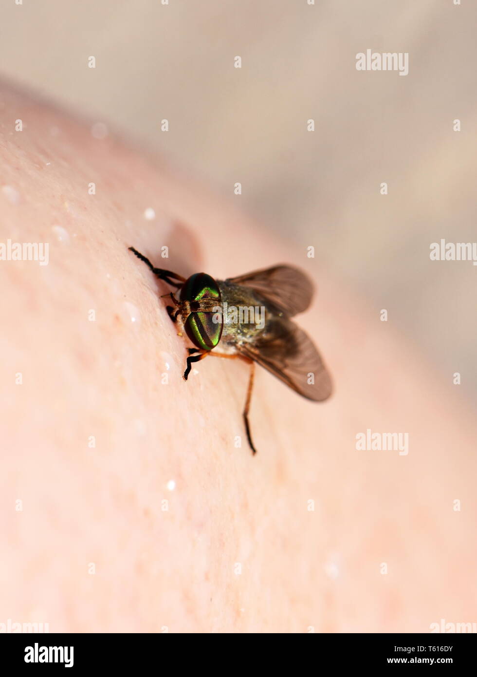 Beissende Fliege Stockfotos Und Bilder Kaufen Alamy