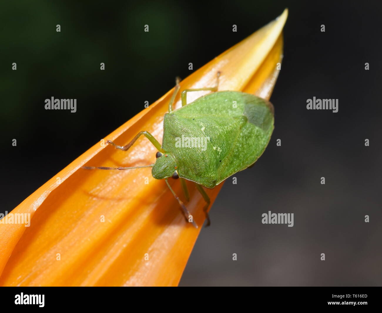 Südliche grüne Wanze Nezara viridula stinken auf eine Orange Blume Stockfoto