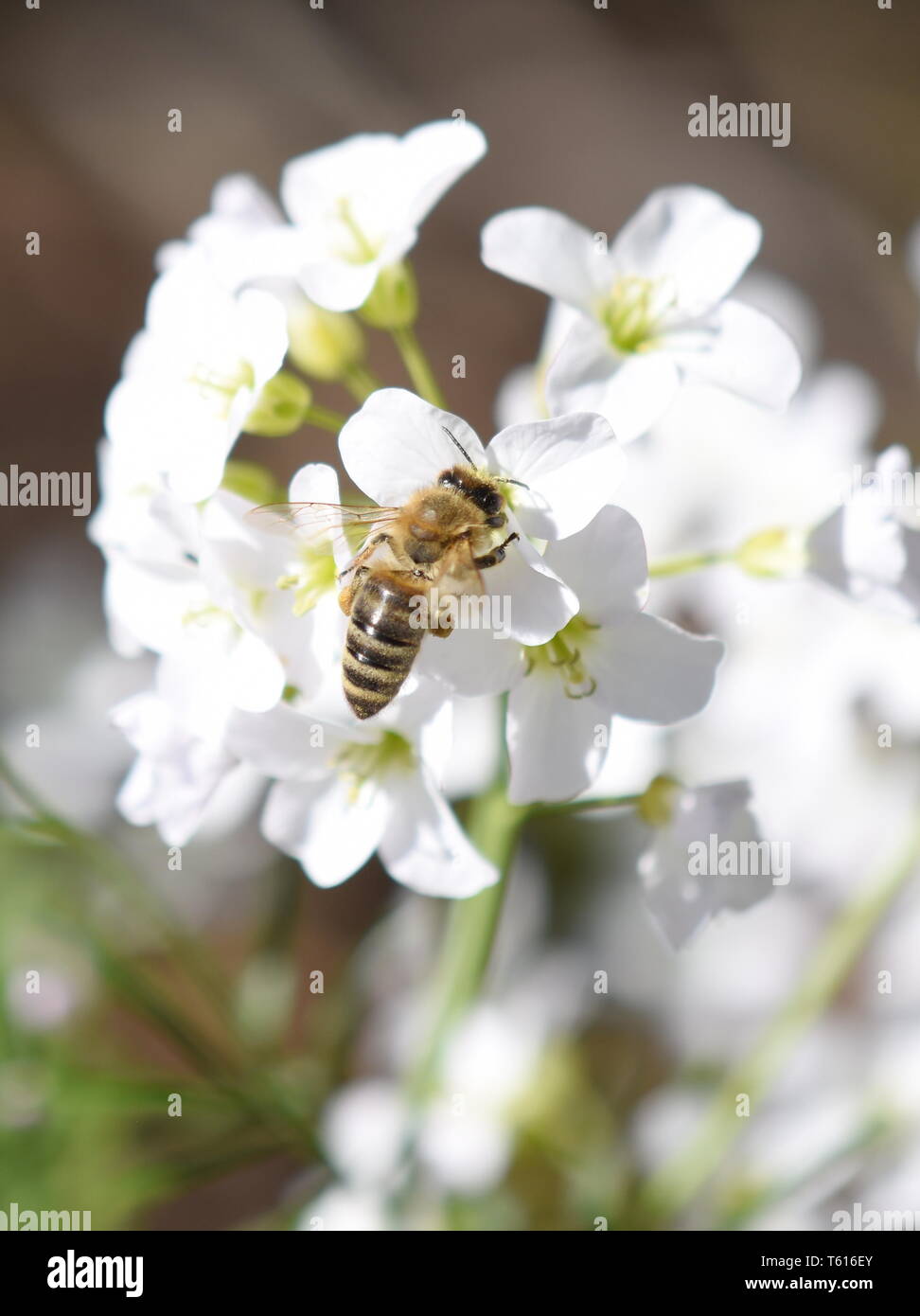 Honig Biene Apis mellifera Pollen sammeln in einem cuckooflower Stockfoto