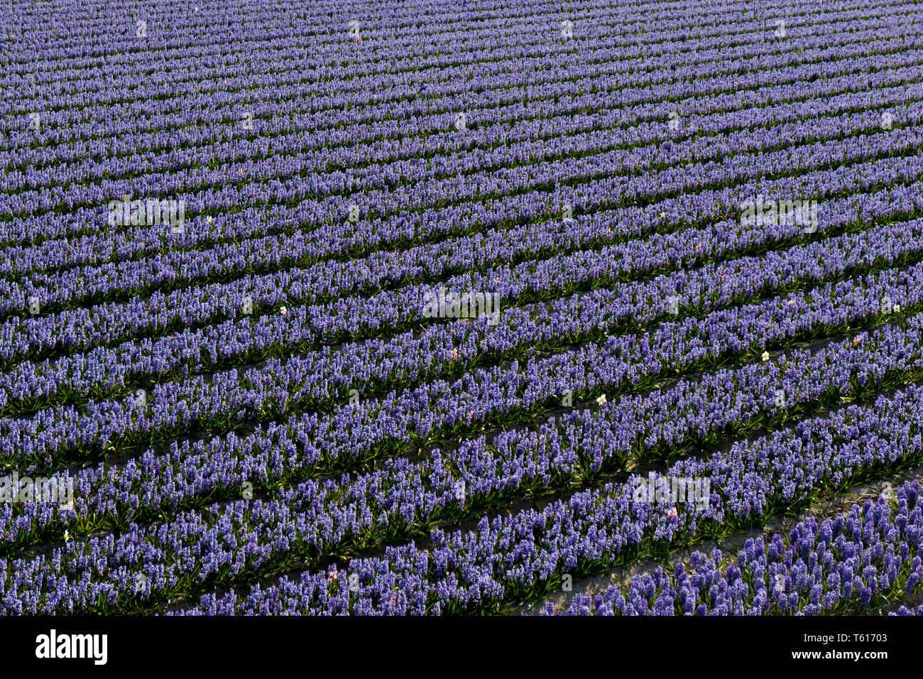 Reihen von traditionellen niederländischen Hyazinthen mit lila Blüten Stockfoto