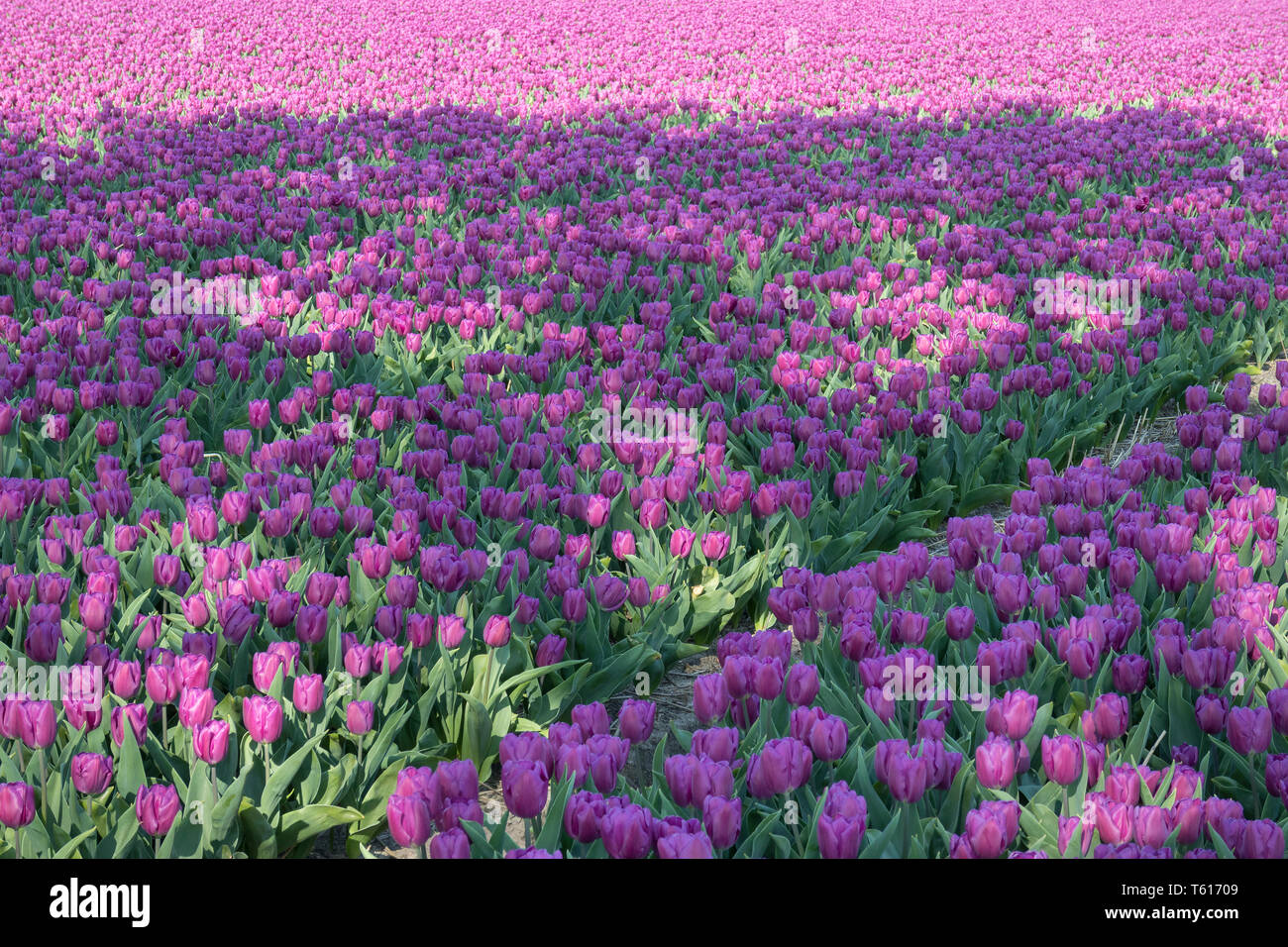 Traditionelle niederländische Tulpenfeld mit lila Blüten Stockfoto