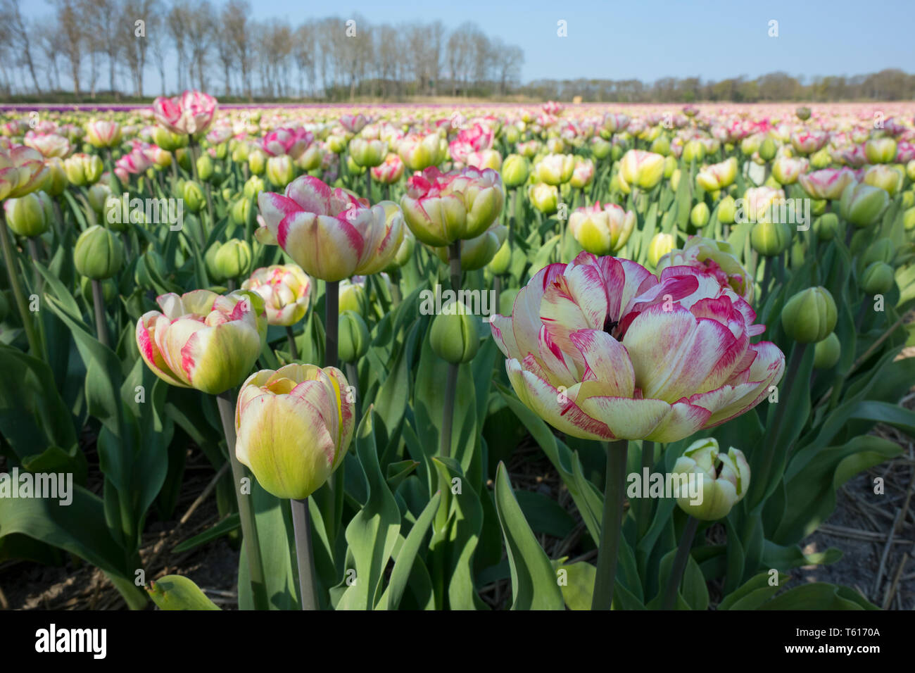 Traditionelle niederländische tulip Feld mit weißen und rosa Blüten Stockfoto