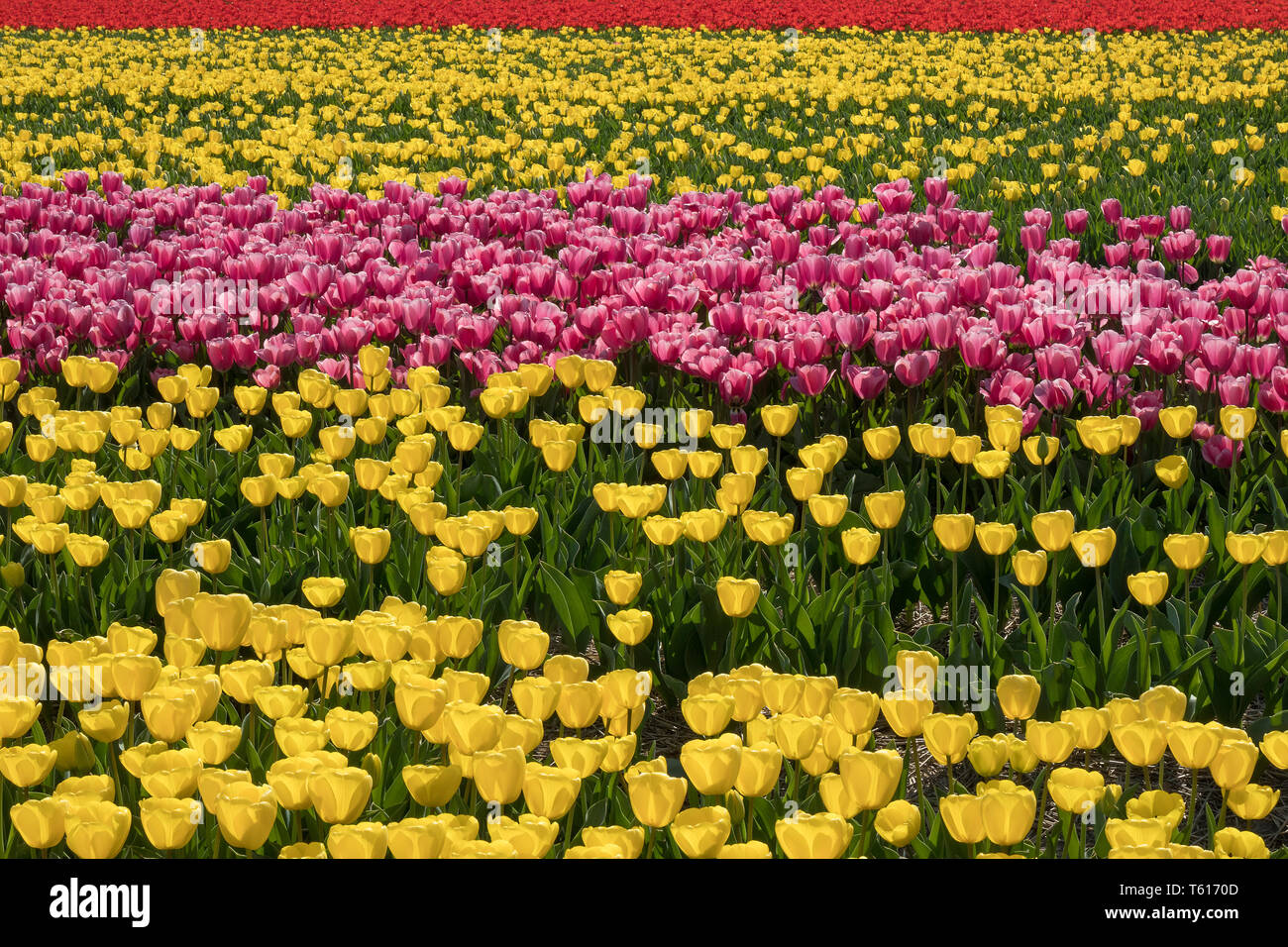 Traditionelle niederländische Tulpenfeld mit gelben, rosa und roten Blüten in Zeilen Stockfoto