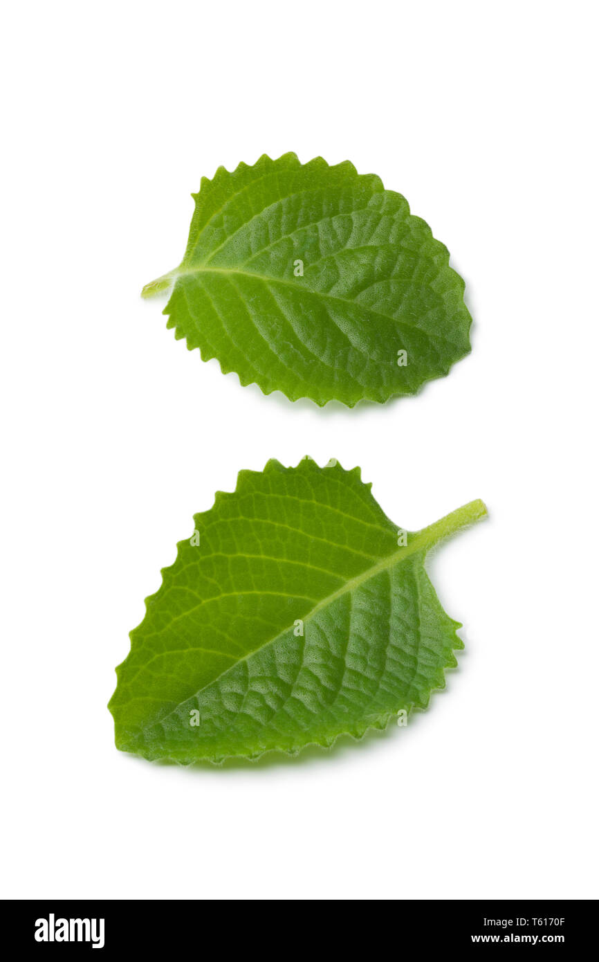 Frische grüne Blätter der Mexikanischen Minze auf weißem Hintergrund Stockfoto