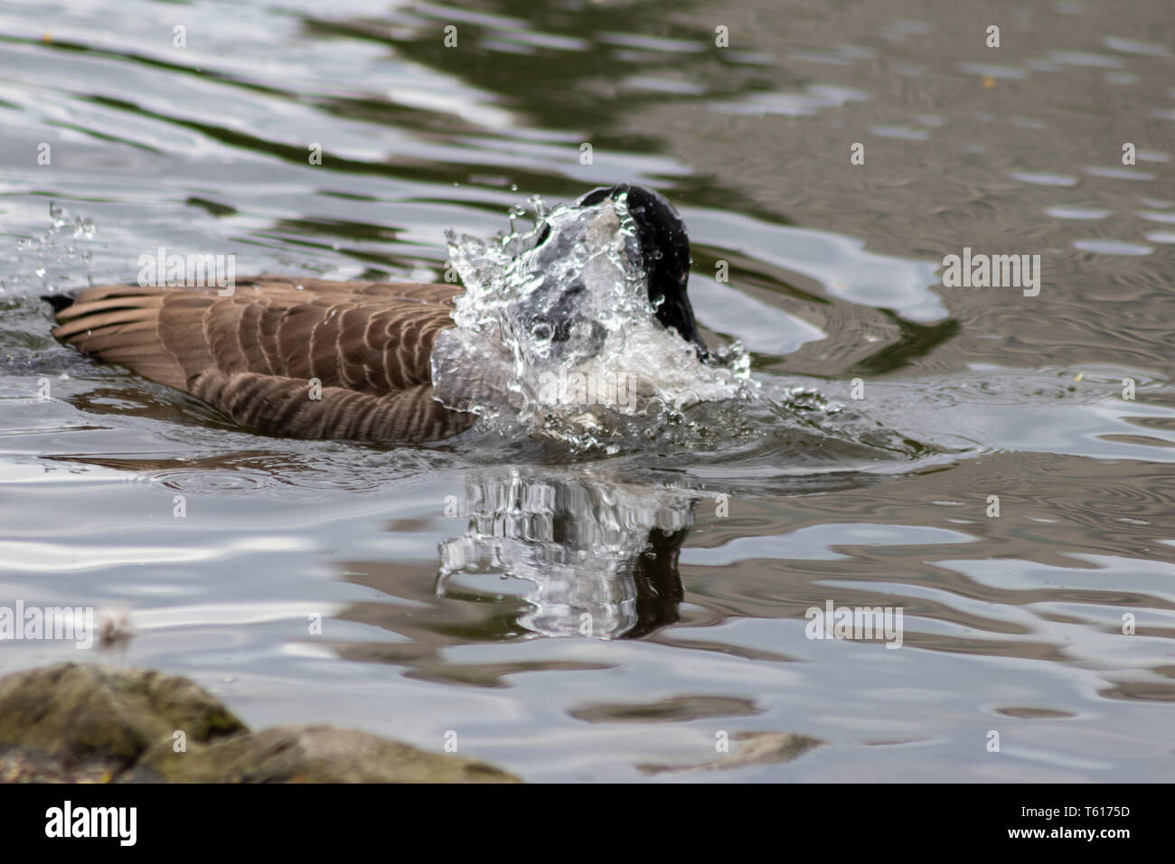 Kanadas Gänse reinigt ihre Federn mit einem Bad im klaren Wasser eines Sees in einem Park, während sie schwimmt, um sich in der Paarungssaison mit schwarzem Kopf und Schnabel zu paaren Stockfoto