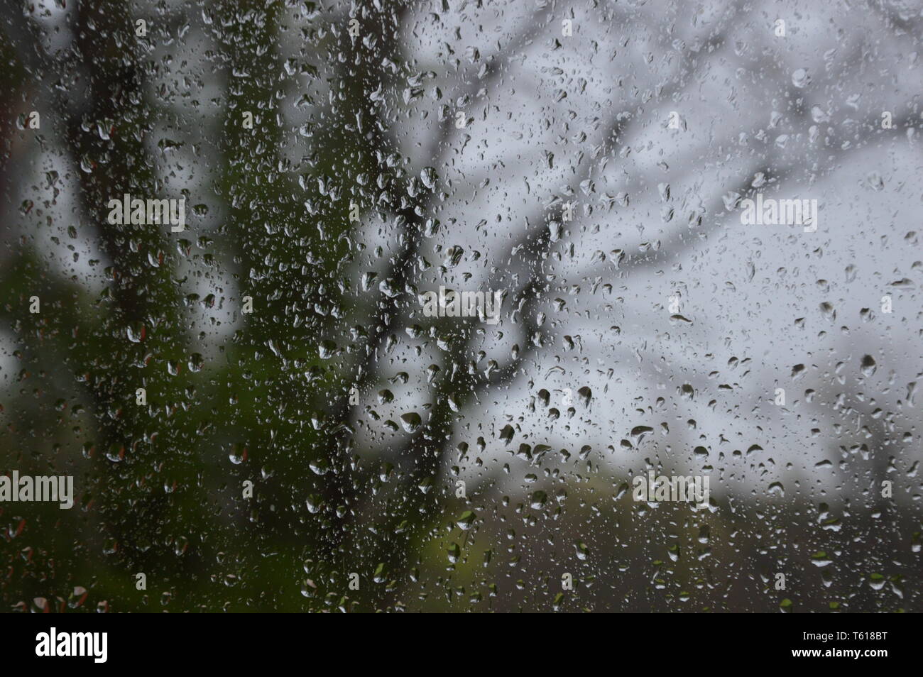 Regen fällt auf das Fenster mit Wald Hintergrund Stockfoto