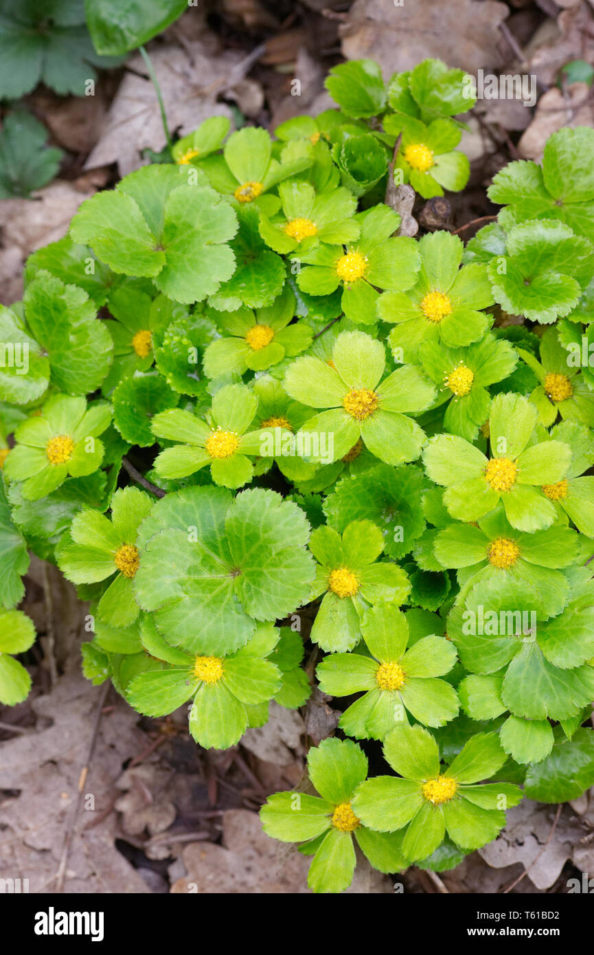 Hacquetia epipactis Blumen. Stockfoto